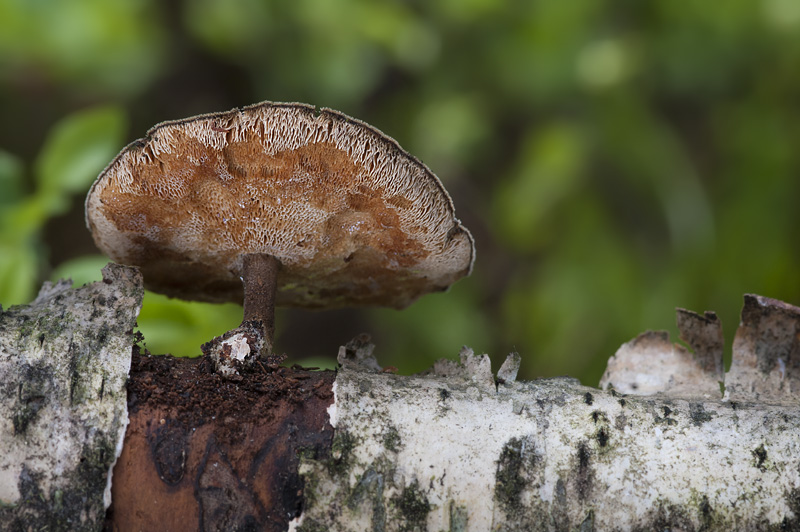 Polyporus brumalis